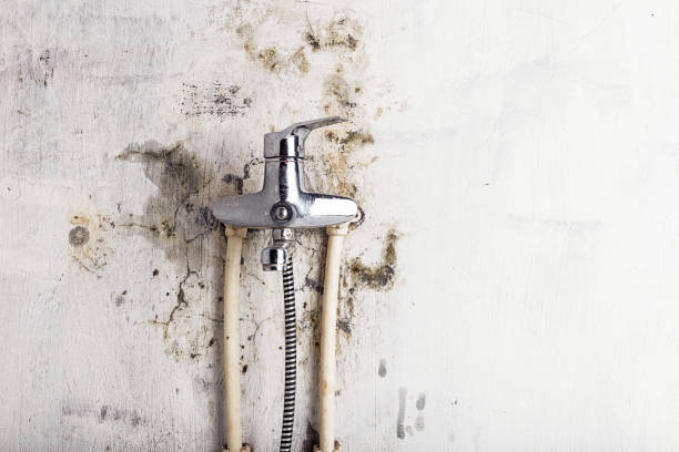 Best Emergency Mold Remediation in Fairmont, WV
