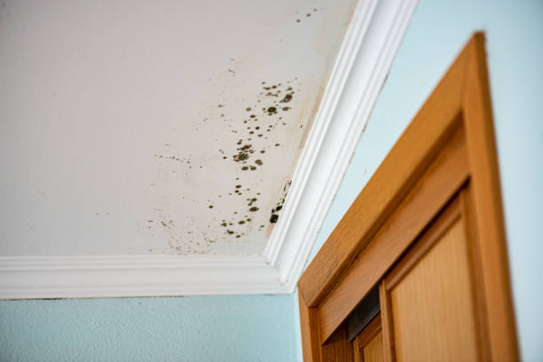Best Commercial Mold Remediation in Fairmont, WV