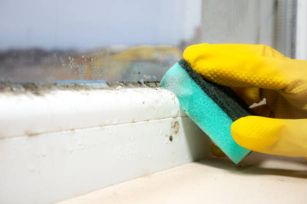 Best Emergency Mold Remediation in Fairmont, WV