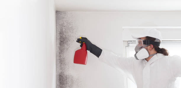 Best Mold Remediation for Specific Building Types in Fairmont, WV