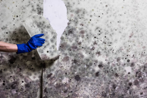 Best Industrial Mold Remediation in Fairmont, WV