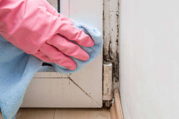Best Residential Mold Remediation in Fairmont, WV