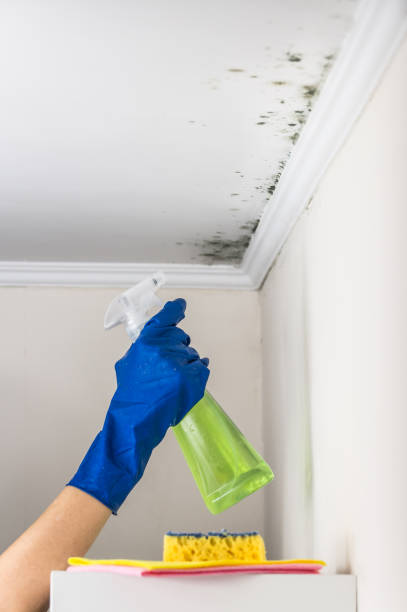 Best Localized Mold Remediation (e.g., coastal areas, humid climates) in Fairmont, WV