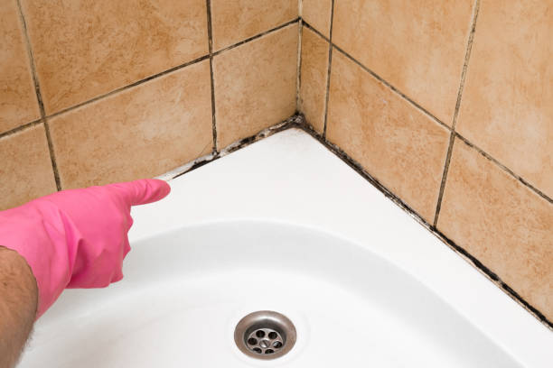 Best Black Mold Remediation in Fairmont, WV